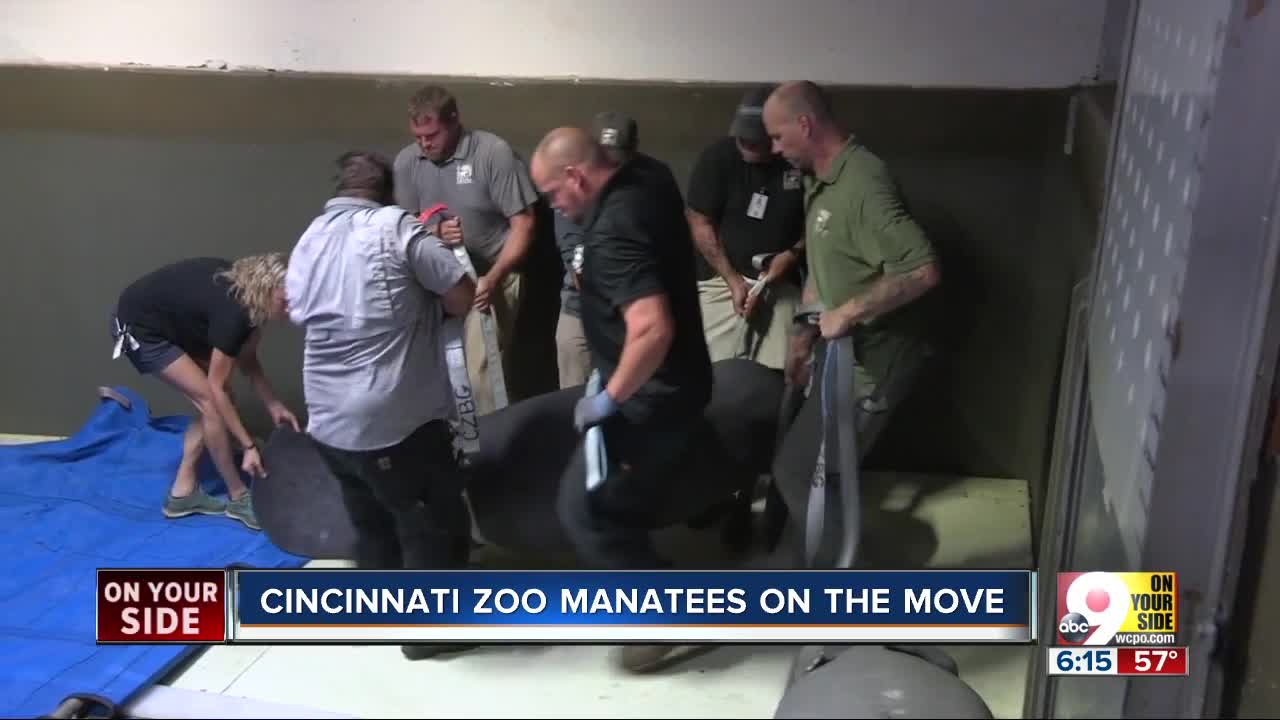 Thanks to Cincinnati Zoo's rehabilitation program, two lucky manatees got to fly home to Florida