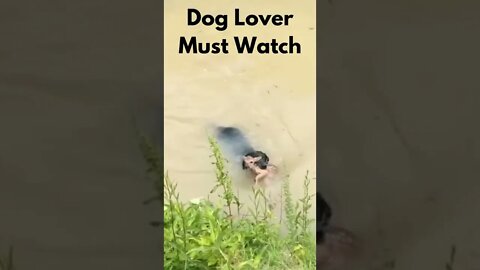 Dog saves life of Deer in forest !! Dog Lover must watch Now !