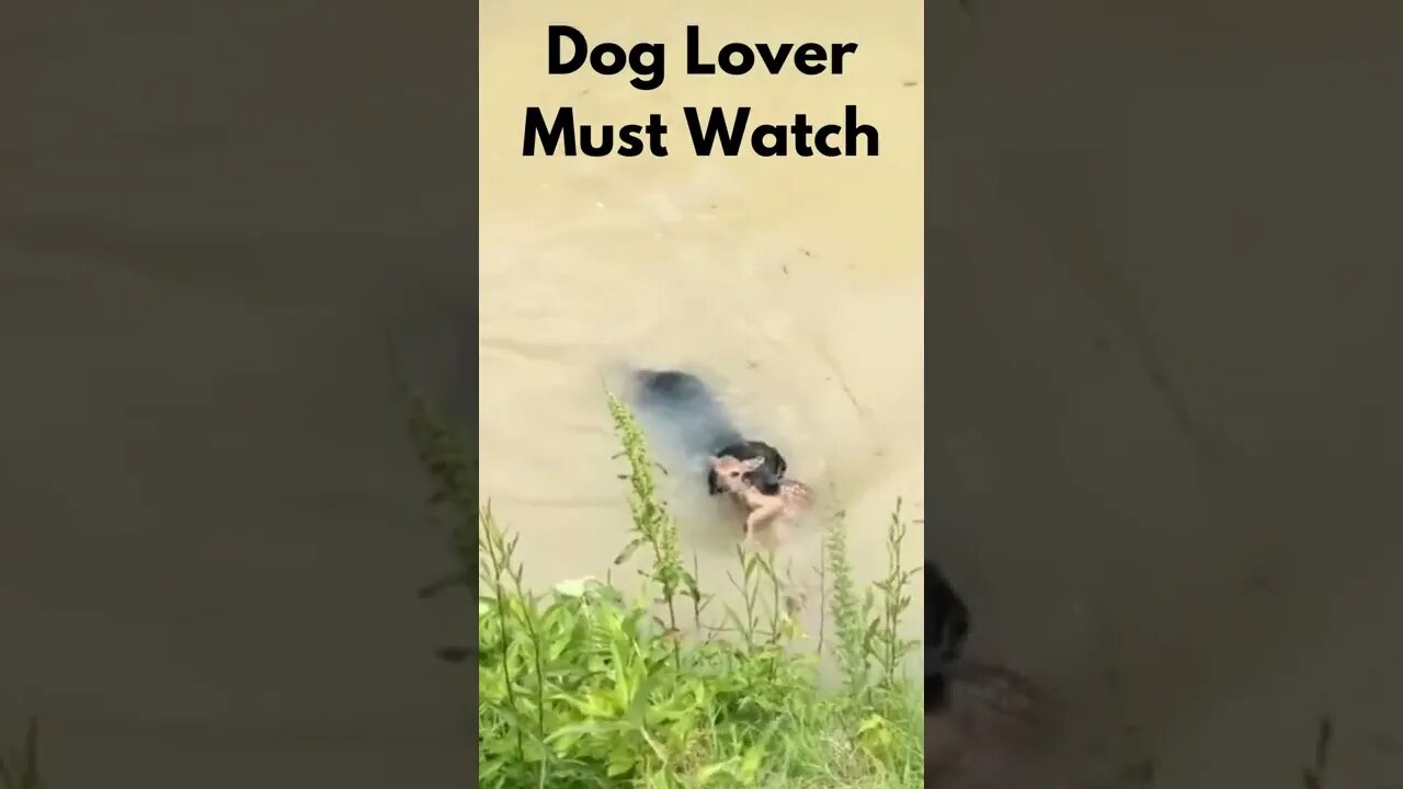 Dog saves life of Deer in forest !! Dog Lover must watch Now !