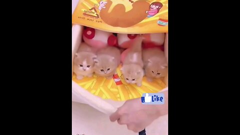 cute_little_kittens_and_funniest_cats_🤣🤣