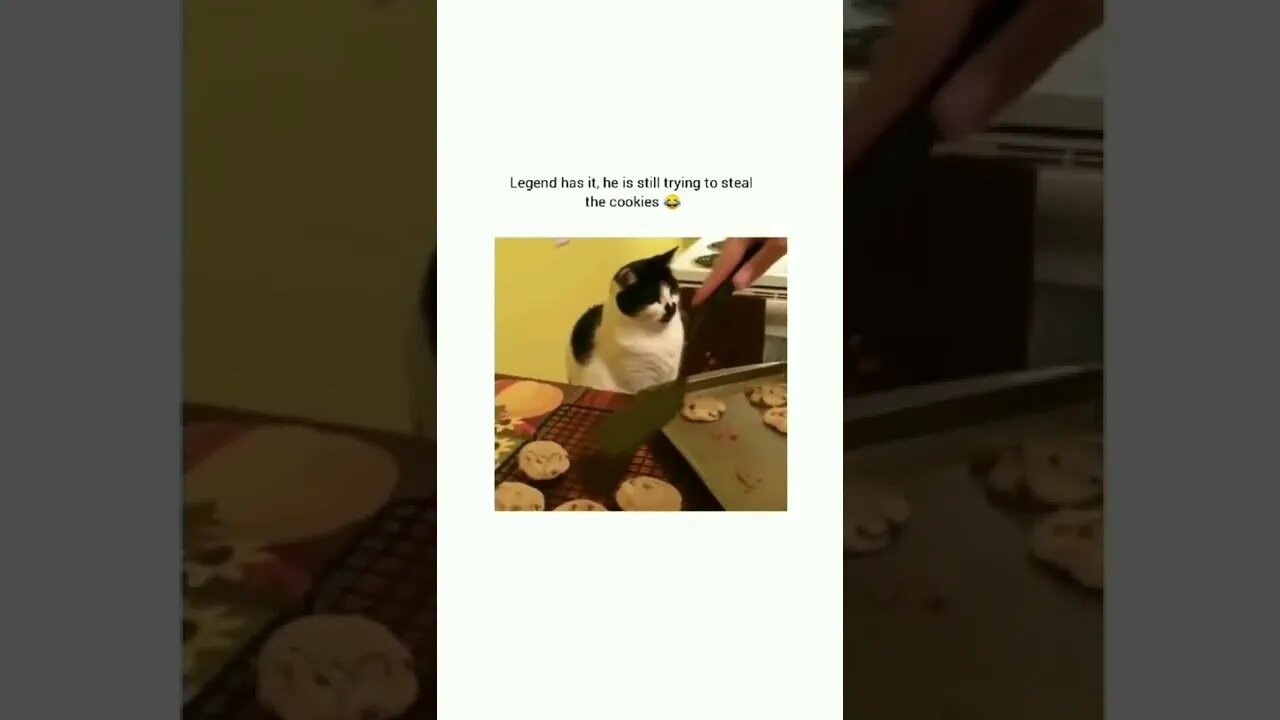 Poor cat.. 😂😂 #shorts #shortsvideo #funny #cat #fyp