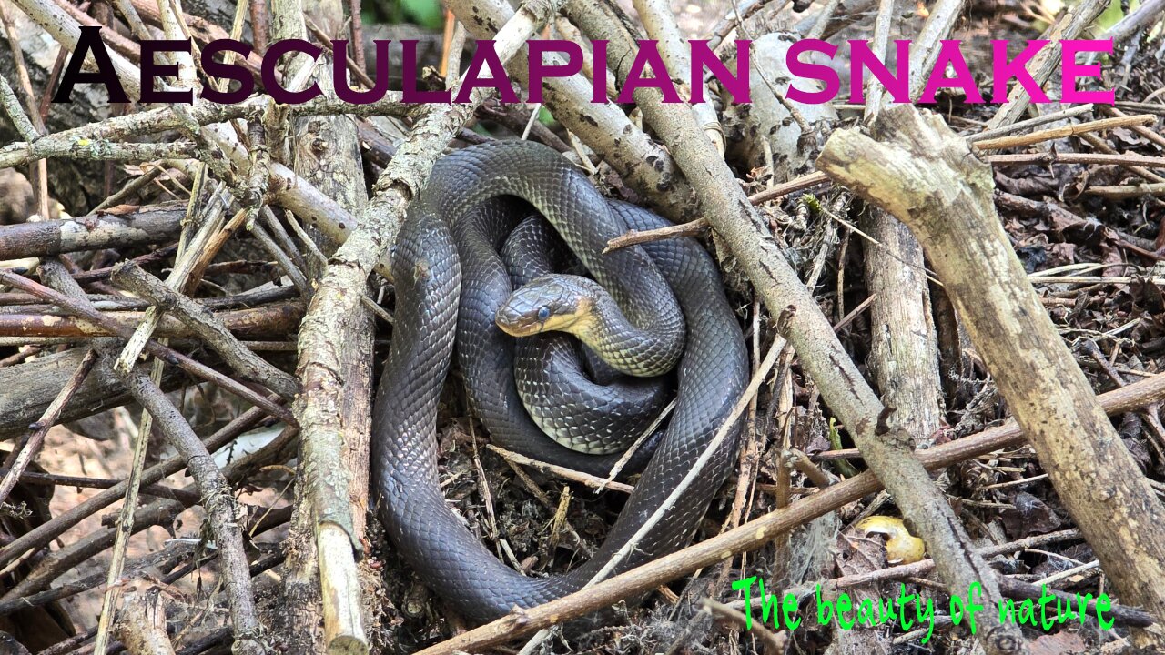 Beautiful Aesculapian snake in nature / Beautiful reptile in the forest.