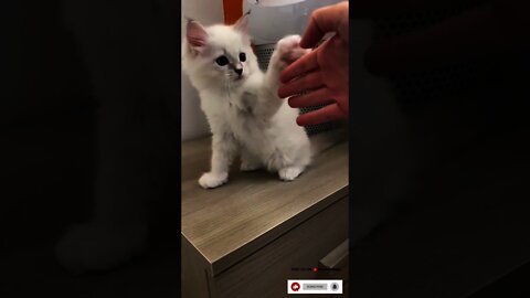 Cute and Funny Cat Videos to Keep You Smiling #shorts