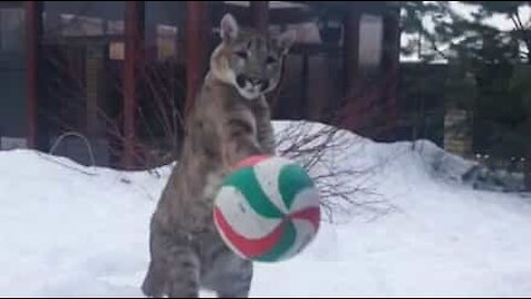 Un puma joue au ballon avec sa maîtresse