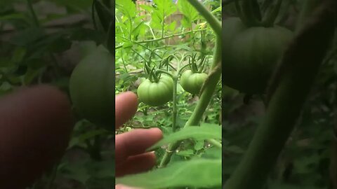 Tomatoes Everywhere 🍅🍅🍅🍅🍅🍅🍅🍅🍅🍅🍅🍅🍅🍅🍅🍅🍅🍅🍅🍅🍅
