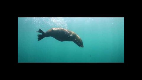 Under water short video funny animal