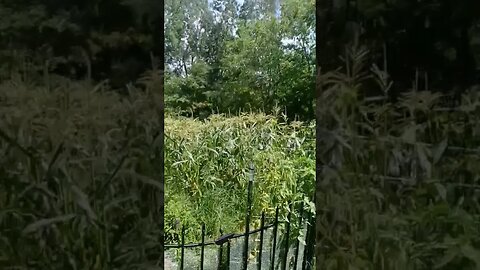 God makes the corn grow.
