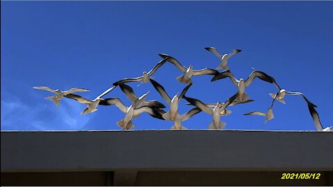 21_0512員貝嶼-鳥嶼