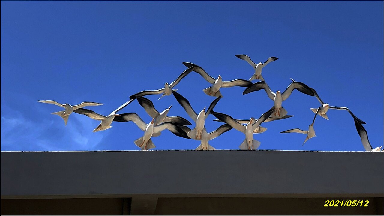 21_0512員貝嶼-鳥嶼