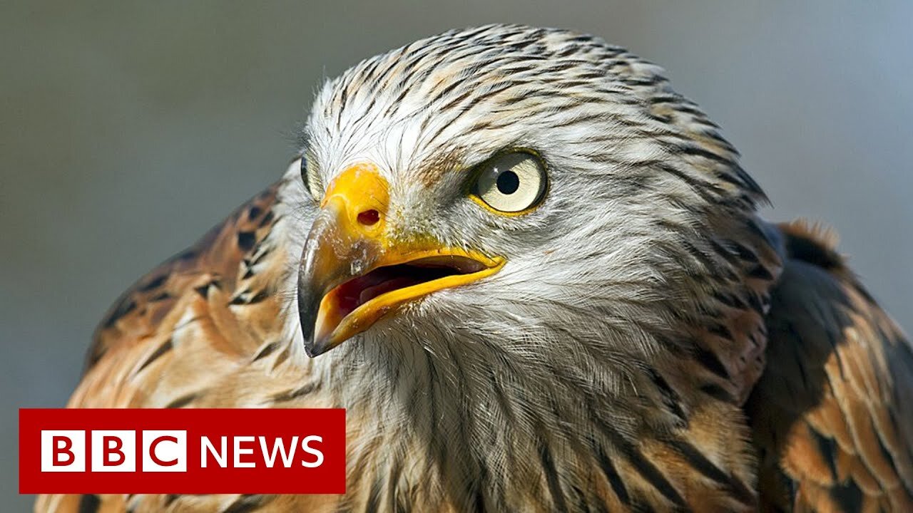 UK_red_kites_to_be_flown_to_Spain_to_help_population_-_98News