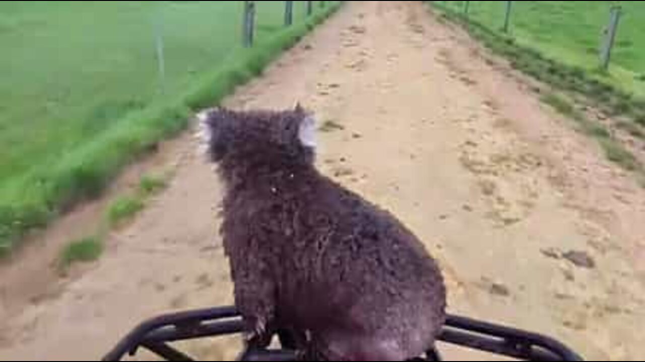 Tired Koala hitches a ride on a dirt bike