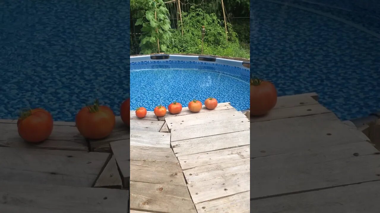 Tomatoes at the Pool🍅🍅🌊😂😂
