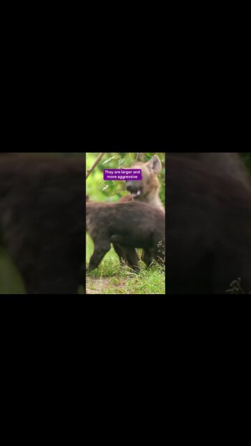 Most Amazing and trending video||relaxing your mind||trendig videos|| #shorts #trending #viral #live