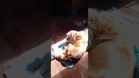 #dog, #cachorro , #friend ,. #dogshow