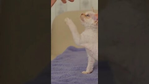 Celo Pets Animais Engraçados Funny Animals Channel #cat #dog #funny #engraçado #viral #shorts13