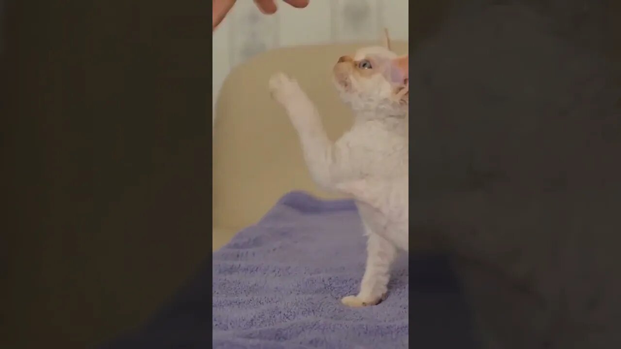 Celo Pets Animais Engraçados Funny Animals Channel #cat #dog #funny #engraçado #viral #shorts13