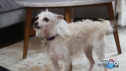 Tucson Fire reveals tips to keep your pet safe from fire