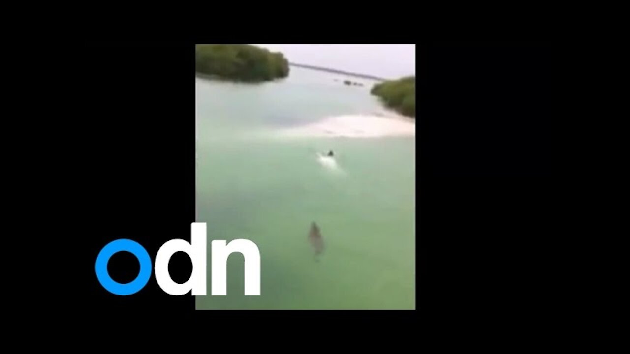 Shocking Video: Massive Crocodile Chases Swimmer in Mexico