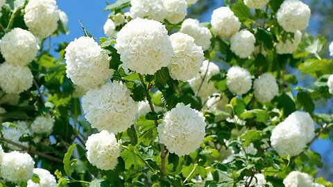 Snowball Flower 🌺 White