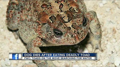 Family dog dies after eating deadly toad