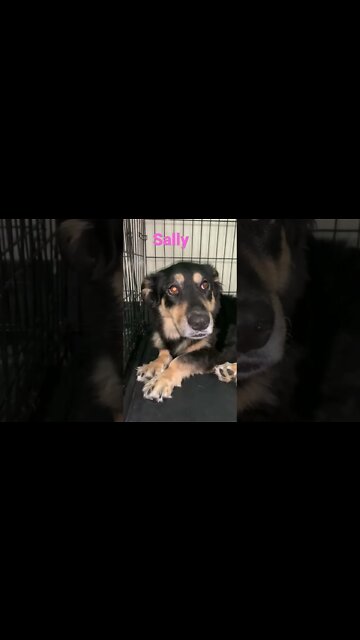[Shorts 0122] SALLY [#dogs #doggos #doggies #puppies #dogdaycare]