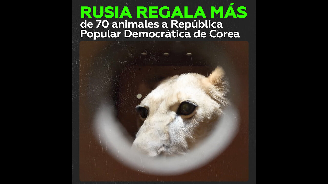 Rusia dona 70 animales al zoo de Pionyang