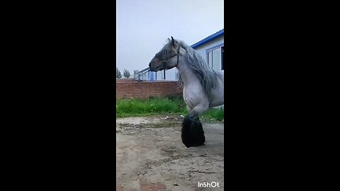 Big Horse