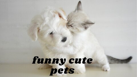 Funny Cute Pets Compilation (cute pets)