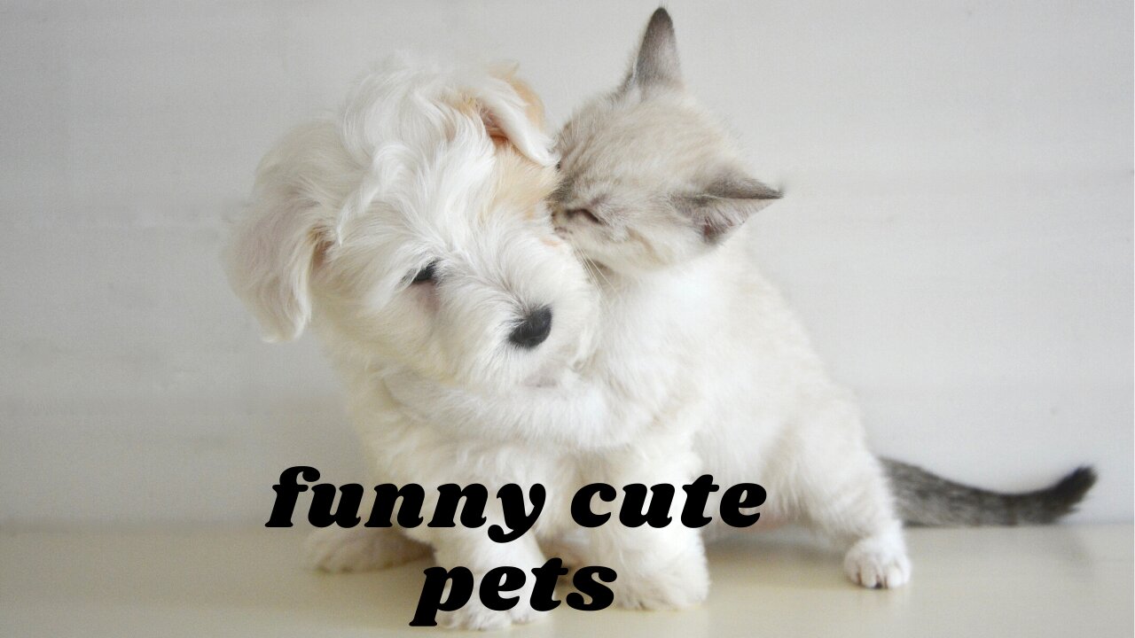 Funny Cute Pets Compilation (cute pets)