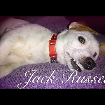 Jack Russel puppy really wants to get on that sofa