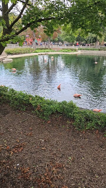 Flamingoes? In Illinois?