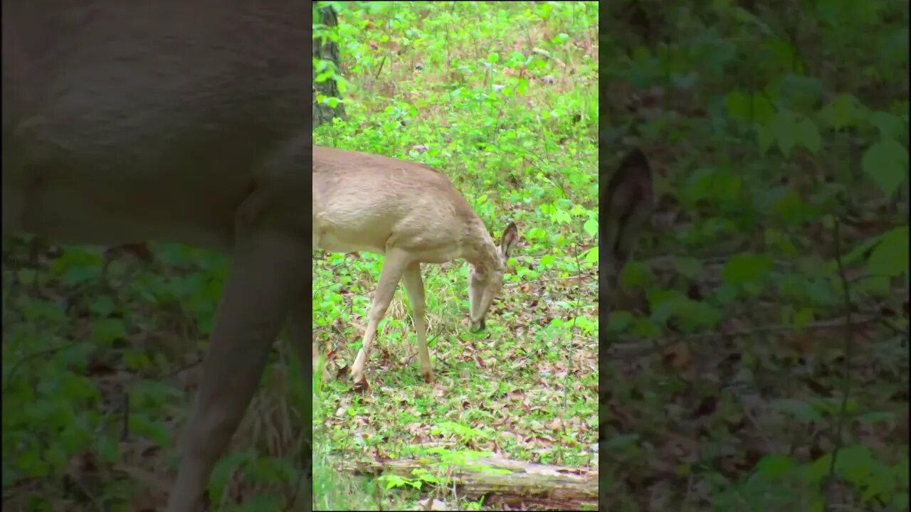 Deer on the Trail