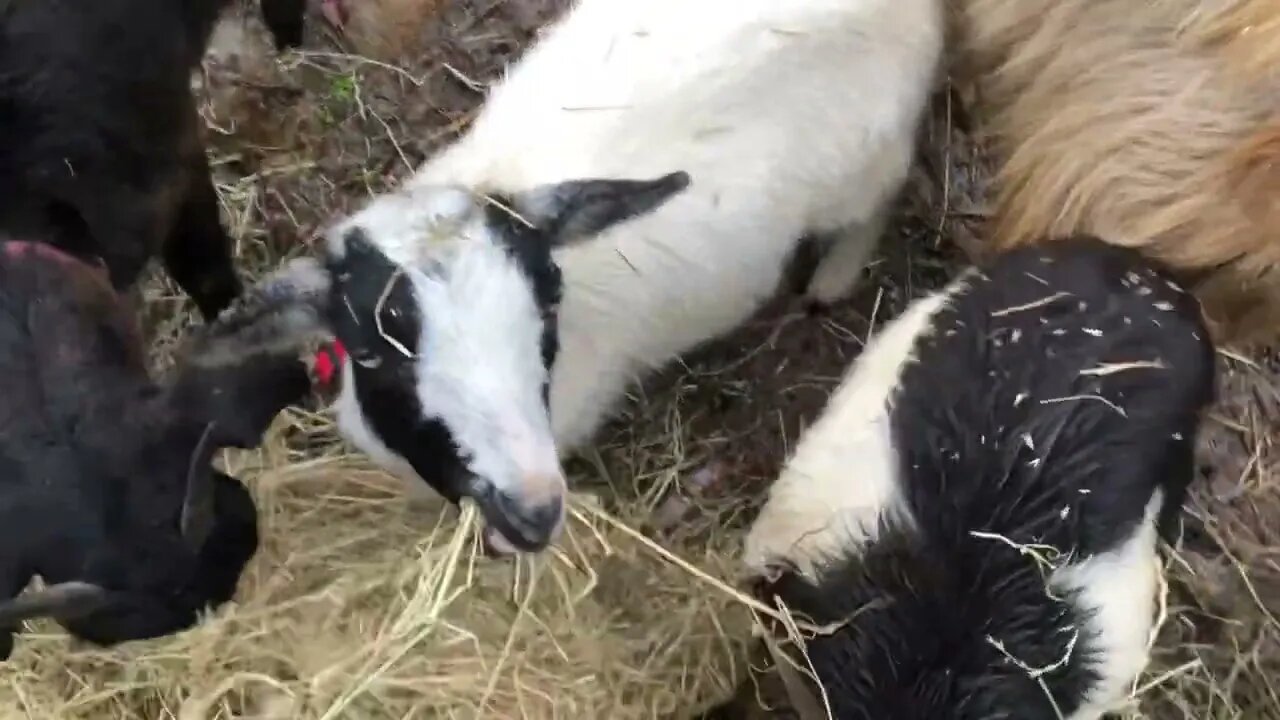 Feeding goats for Erin! 😊