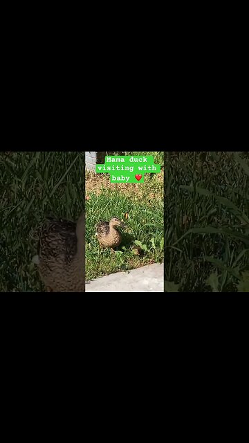 Wild duck visiting with baby ❤️