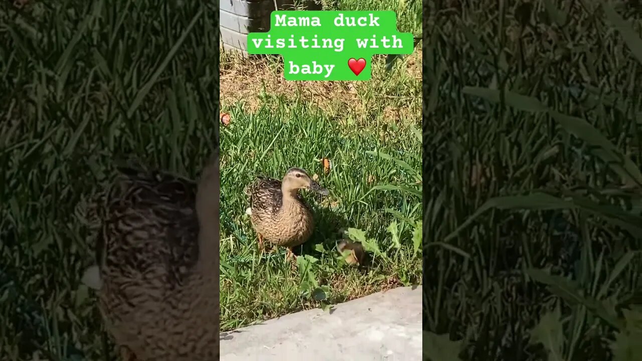 Wild duck visiting with baby ❤️