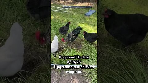 Dogstead Update: Keeping the chickens contained during the build proved impossible.