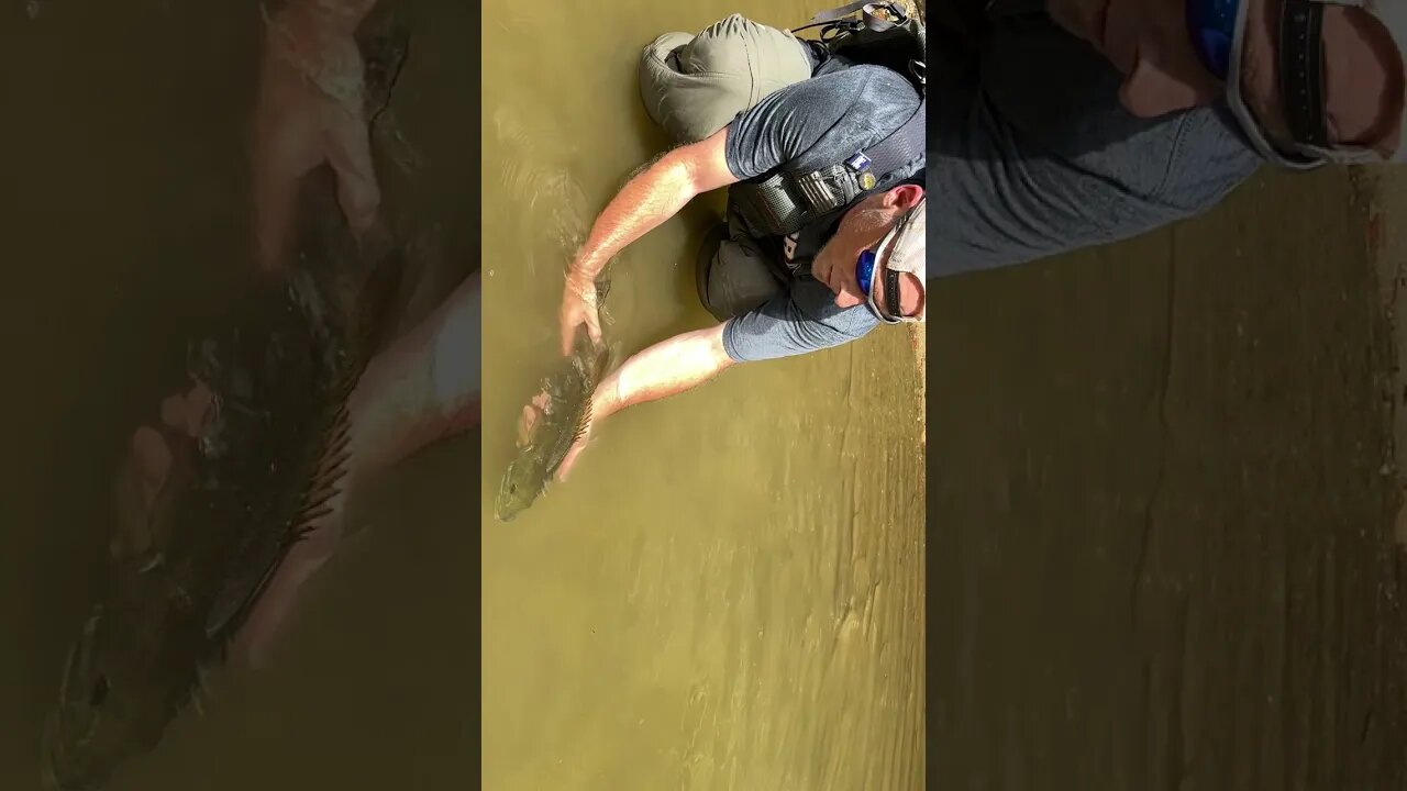 Biggest smallmouth bass ever ( his new PB!!)