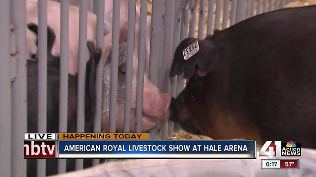 American Royal Livestock Show at Hale Arena