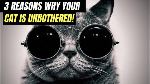 3 REASONS WHY YOUR CAT IS UNBOTHERED