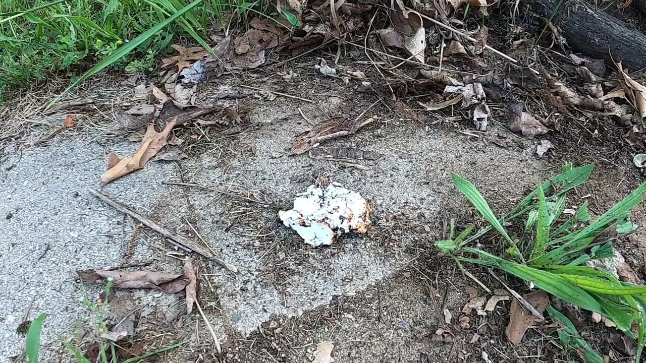 Time lapse ants