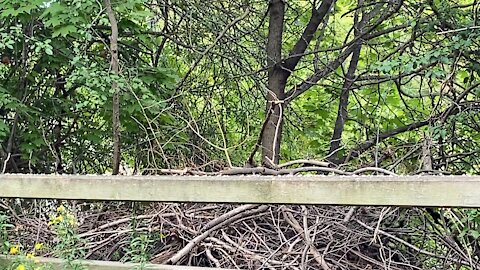 4 Cardinal fledglings once again