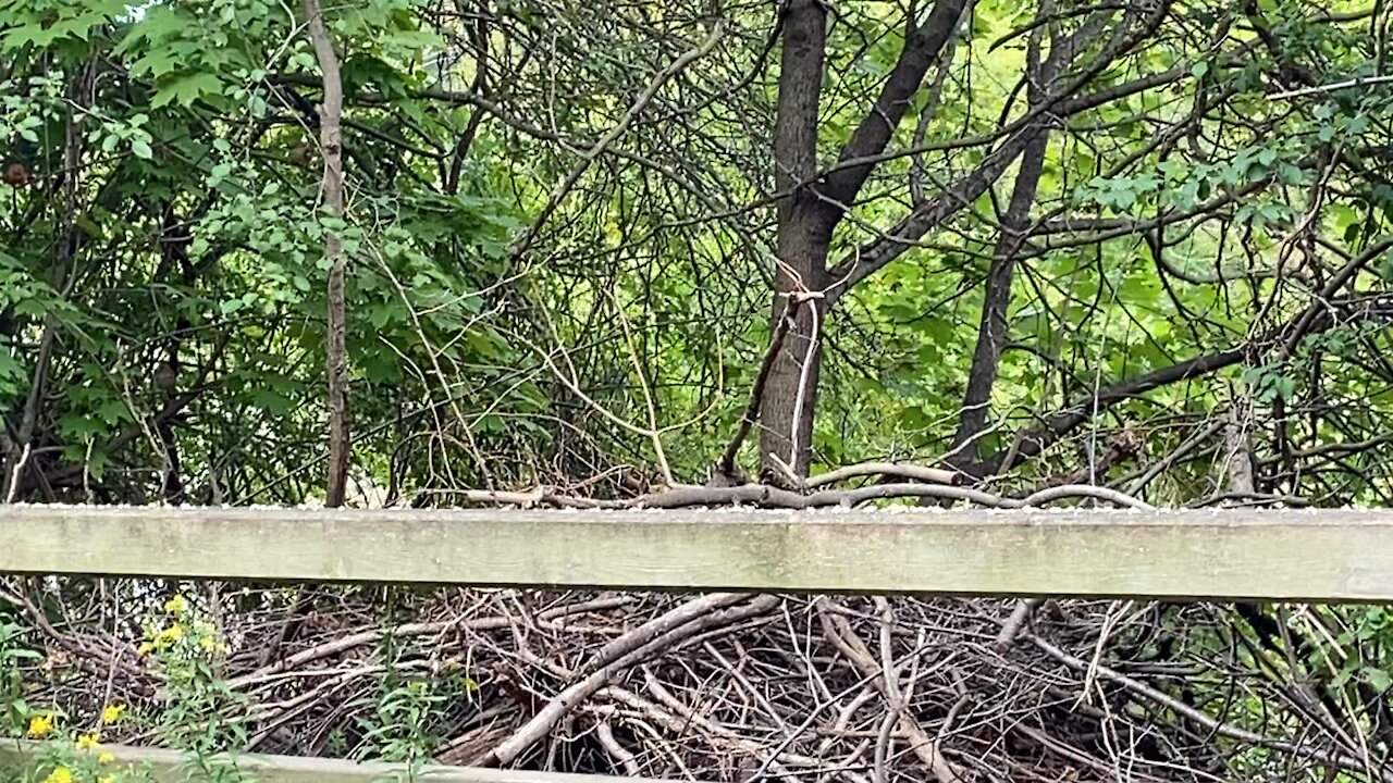 4 Cardinal fledglings once again