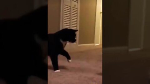 Funny dogs and cats 😂🤣 | #shorts | #viral | #trending | #funnydogs