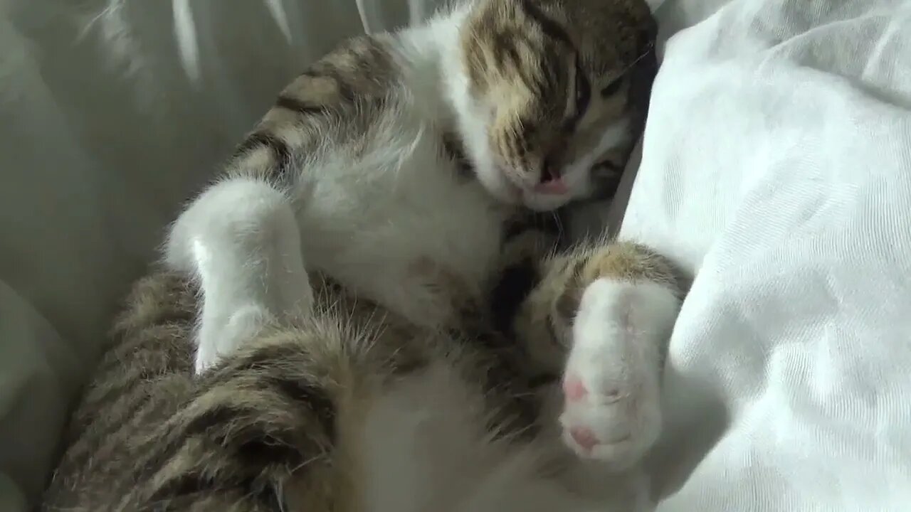 Kitten Dreams and Moves His Eyes