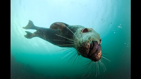 LION OF THE SEA