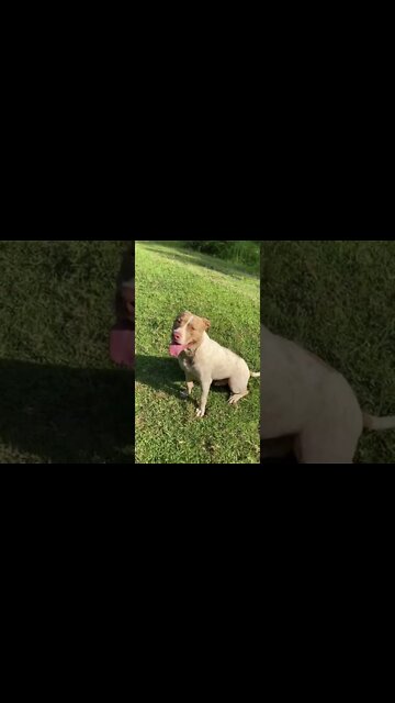 Pit bull trained with rewards