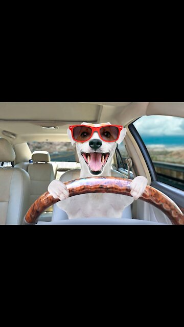 Cute dog #WhatsApp status🥰