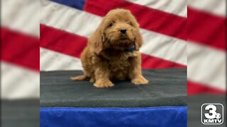 Therapy dog joins Bellevue Police Department