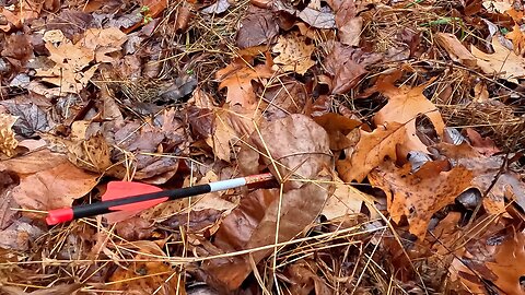 Harvesting an 8 Point Whitetail