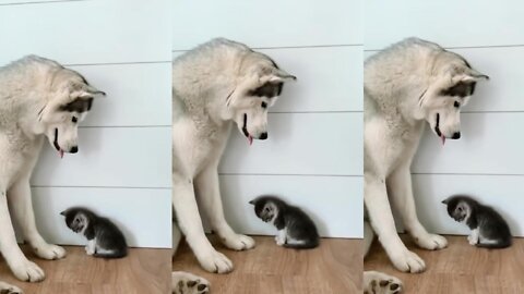 Big dog and little cute cat